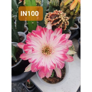 🌵โลบิเวีย Lobivia  สีดอกIN100🌵