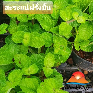 สะระแน่ฝรั่งมิ้น blackcliffgarden ไม้ใบ ไม้ในร่ม