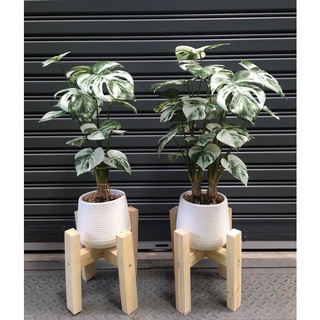 Monstera albo holland (Artificial Tree)ต้นไม้ปลอม ต้นมอนสเตอร่าอัลโบ้ฮอลแลนด์ปลอม ต้นมอนสเตอร่าด่างปลอม ต้นไม้ด่าง