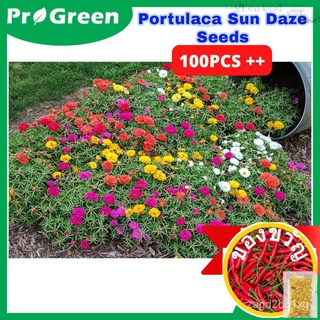 【 BUY2 FREE1】Biji Benih Bunga Ros ญี่ปุ่นดอกไม้เก้าจุดดอกทานตะวันญี่ปุ่นเมล็ด Portulaca Sun Daze Multi-Pelleted (100เมล็