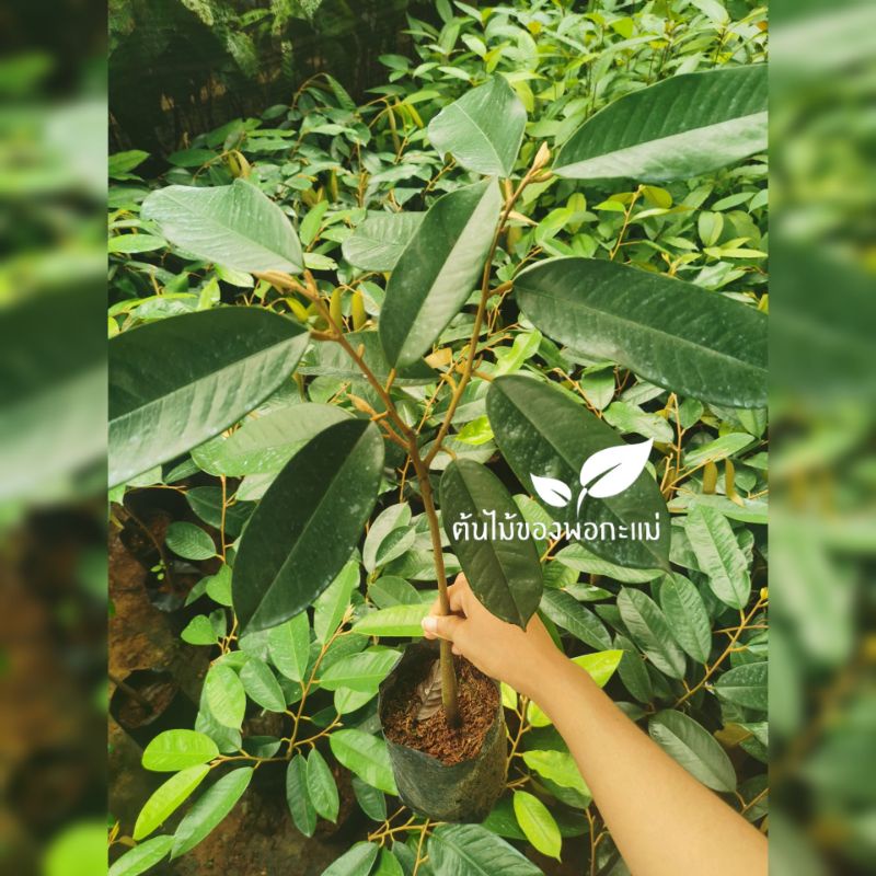 ต้น​ทุเรียน​แดงอินโด​ (เสียบยอด) สูง​ 40-60​ ซม.