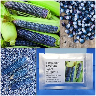 เมล็ดพันธุ์ ข้าวโพดบลูโฮปิ (Blue Hopi Corn Seed) บรรจุ 20 เมล็ด คุณภาพดี ราคาถูก ของแท้ 100%