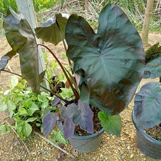 🌱 Colocasia Black Coral 🌱 โคโลคาเซีย โครอล  ในกระถาง 4" บอนก้านดำ ใบดำเงา เลือกต้นได้ 🌱 บอนสี บอนยักษ์ 🌱