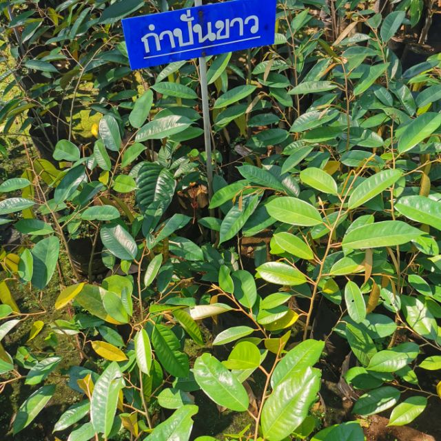 ต้นทุเรียนกำปั่นขาว ถุงเบ​อร์7 ทุเรียนเนื้อขาวแต่ไม่ใช่ทุเรียนอ่อน