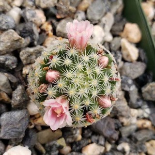 เมล็ด Mammillaria giselae10เมล็ด ดอกสีชมพู