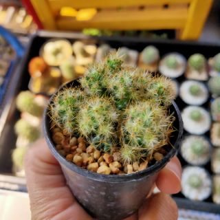 กระบองเพชร แคคตัส (Cactus) แมมเม็ดพริก คริส(Mammillaria Prolifera) ขนาดกระถาง 2.5 นิ้ว จัดส่งทั้งกระถาง