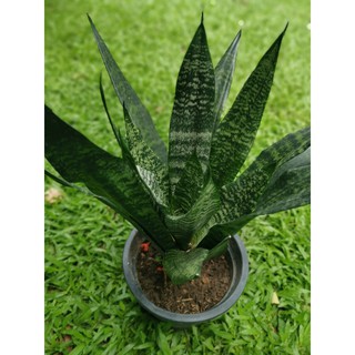 ต้น ลิ้นมังกร ไม้ฟอกอากาศ Sansevieria Zeylanica, Silver Queen, Laurentii