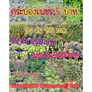 หน่อแคคตัส 5บาท แคคตัส เลี้ยงง่ายโตไวมากๆ  cactus มีของแถมทุกกล่อง