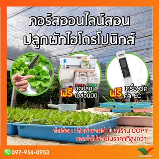 Hydroponic Workshop คอร์สออนไลน์สอนปลูกผักไฮโดรโปนิกส์แบบละเอียด ดูแลและสอนจากผู้เชี่ยวชาญ