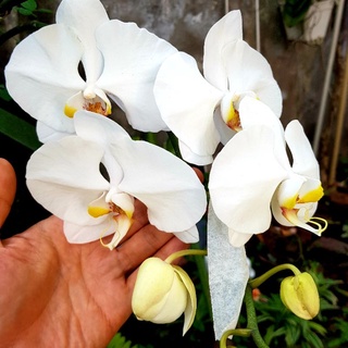 กล้วยไม้ ฟาแลนนอปซิส สีขาว,บานเย็น ดอกใหญ่ 7 ซม. สีชมพู ดอกใหญ่ 10 ซม. Phalaenopsis