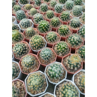 แมมขนนกเหลือง Mammillaria schiedeana 🪴🐤🌵🪴🐥🌵🪴🐤🌵