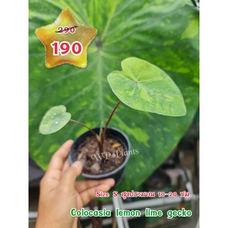 เลม่อนไลม์ Colocasia lemon lime gecko