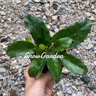 คล้าโมเสก 🌱Calathea Musaica กระถาง4นิ้ว