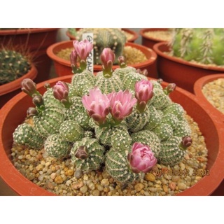 ยิมโน บลูชิอาย Gymnocalycium bruchii 🌵🌸🌵🌸🌵🌸🌵