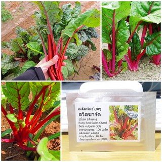 เมล็ดพันธุ์ สวิสชาร์ดสีแดง (Ruby Red Swiss Chard Seed) บรรจุ 100 เมล็ด คุณภาพดี ราคาถูก ของแท้ 100%