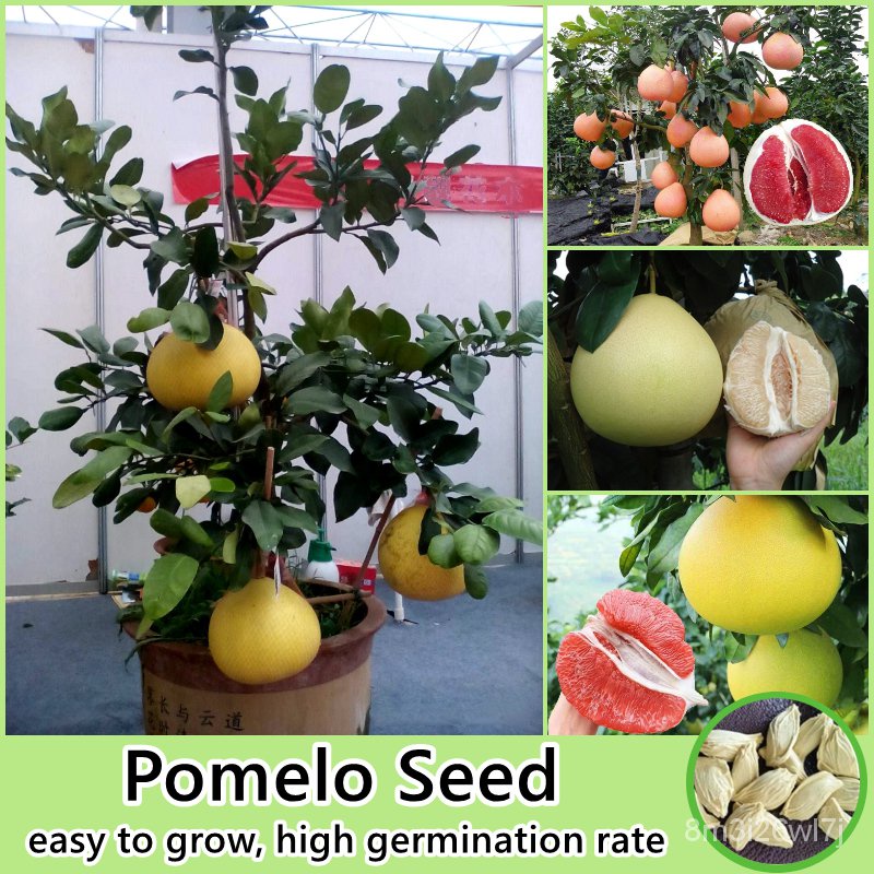 （เมล็ดพันธุ์ ถูก คละ）ไทยสปอต 30เมล็ด/ห่อ เมล็ดพันธุ์ ต้นส้มโอ Pomelo Seed (Fruit Seeds for planting)
