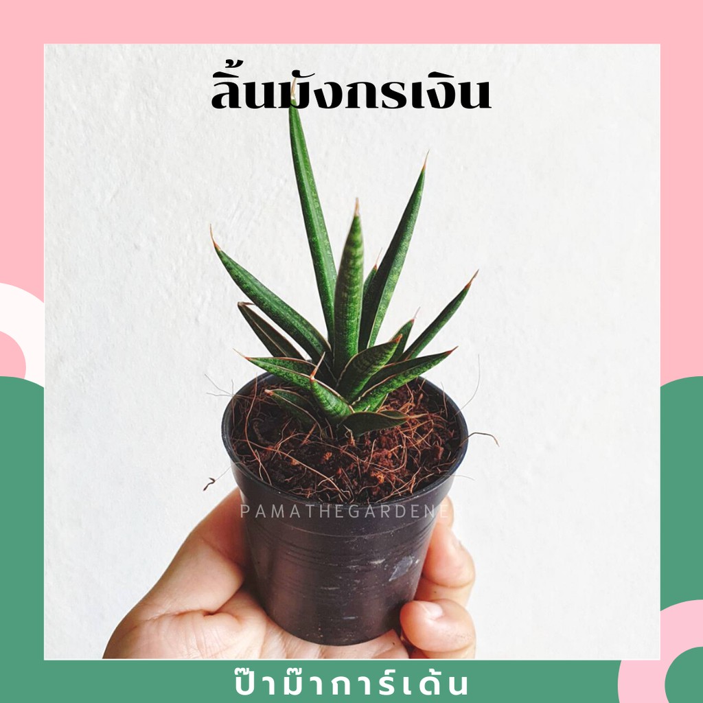 ลิ้นมังกรหางเม่น ลิ้นมังกรเงิน ในกระถางพร้อมตั้ง