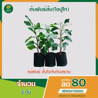 ต้นพันธ์ส้มโอปูโก (แม่พันธ์ส้มโอทับทิมสยาม) 3 ต้น (ส่งฟรี)