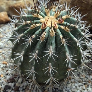 Ferocactus lindsayi(เฟโรแคกตัส)10เมล็ด.-59