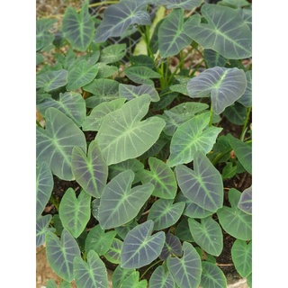 colocasia coal miner หน่อสด