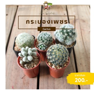 Assorted Mammillaria Cactus แคคตัส แมมมิกซ์ ชุดละ 5 กระถาง