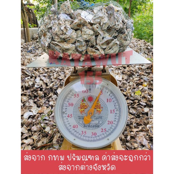 เปลือกหอยนางรม 4.8กิโล เปลือกหอยกรองน้ำ สะอาดปราศจากสารพิษ พร้อมอวนใหม่เหนียวใช้ได้ยาวนาน✓✓✓®