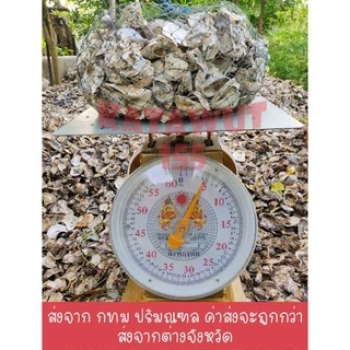 เปลือกหอยนางรม 4.8กิโล เปลือกหอยกรองน้ำ สะอาดปราศจากสารพิษ พร้อมอวนใหม่เหนียวใช้ได้ยาวนาน✓✓✓®