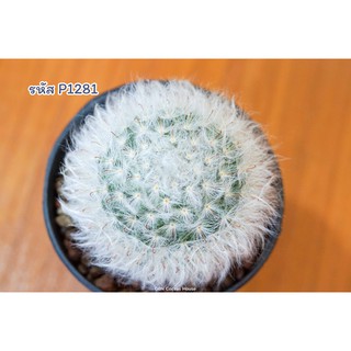 แคคตัส แมมมิลาเรีย โบคาซาน่า แมมขนแมวผสมแกะ (Mammillaria bocasana)