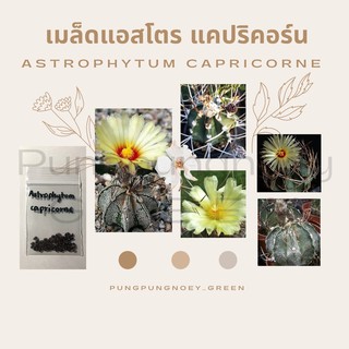 เมล็ดกระบองเพชร เมล็ดแคคตัส เมล็ด Astrophytum capricorne 10 เมล็ด