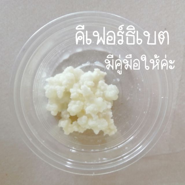 เกรนคีเฟอร์​นม​ ธิเบต​ Tibetan Kefir Grains