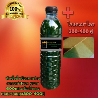 หัวเชื้อน้ำเขียวสาหร่ายคลอเรล่า1ขวด600ml.พร้อม ไรแดงmacrocopa300-400คู่