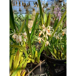 กล้วยไม้สกุลเอื้องเทียนใบแคบลาวเอื้องเทียนใบแคบลาว Coelogyne sueodoviscosa150