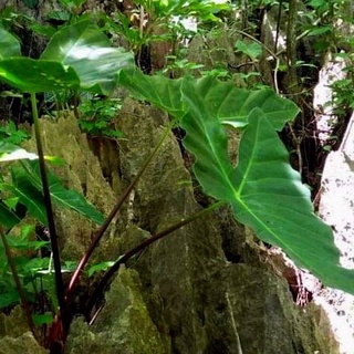Alocasia candrelabra แก้วหน้าม้าป่า จัดส่งเป็นเหง้าพันธุ์5เหง้า คุ้มมาก