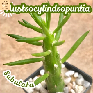 [ตอโอพันเทีย] Austrocylindropuntia Subutata ส่งพร้อมกระถาง แคคตัส Cactus Succulent Haworthia Euphorbia ไม้หายาก