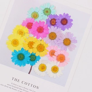 50ชิ้นนูนดอกไม้แห้งคริสตัลสีขาวดอกเบญจมาศนูนมือวางกาว ทําเอง พืชที่คั่นหน้า