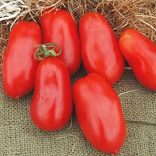 เมล็ดพันธุ์ มะเขือเทศ แซนมาซาโน่ (San Marzano Tomato Seed) บรรจุ 50 เมล็ด คุณภาพดี ราคาถูก ของแท้ 100%