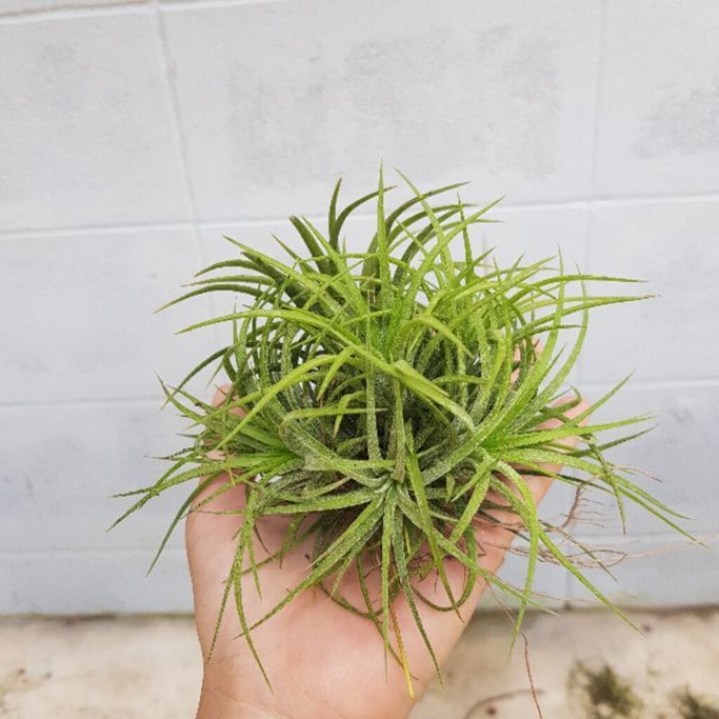 ทิลแลนเซียขายเป็นกอ กอหนึ่ง 4-6 ต้น *ปกติใบเป็นสีเขียว