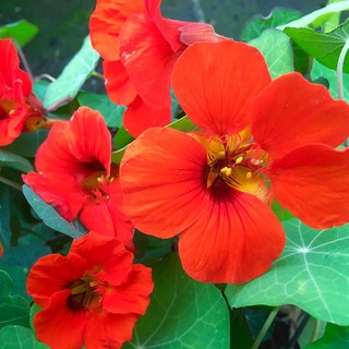 เมล็ด ดอกแนสเทอร์เที่ยม สีแดง - Empress of India Nasturtium