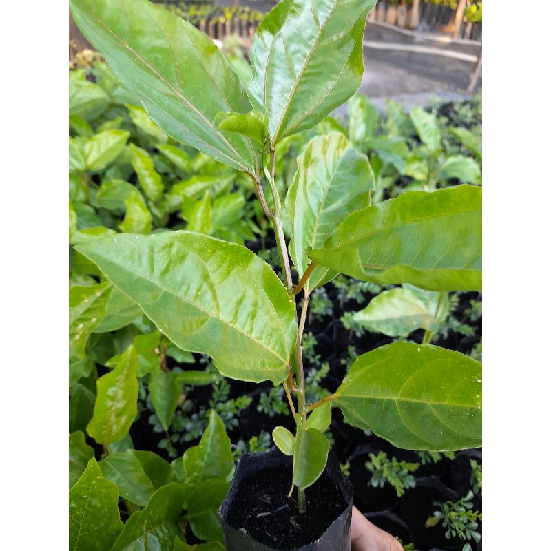 ต้นเสาวรสม่วงไทนุง/ซื้อ 5 แถม1ถุง/ผลสีม่วงรสหวาน