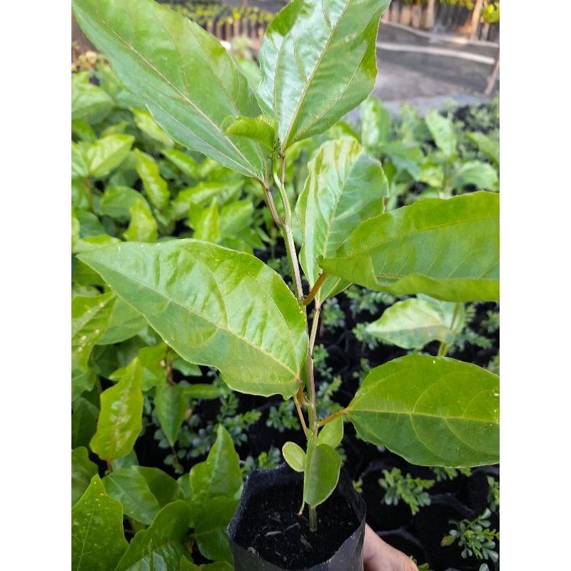 ต้นเสาวรสม่วงไทนุง/ซื้อ 5 แถม1ถุง/ผลสีม่วงรสหวาน
