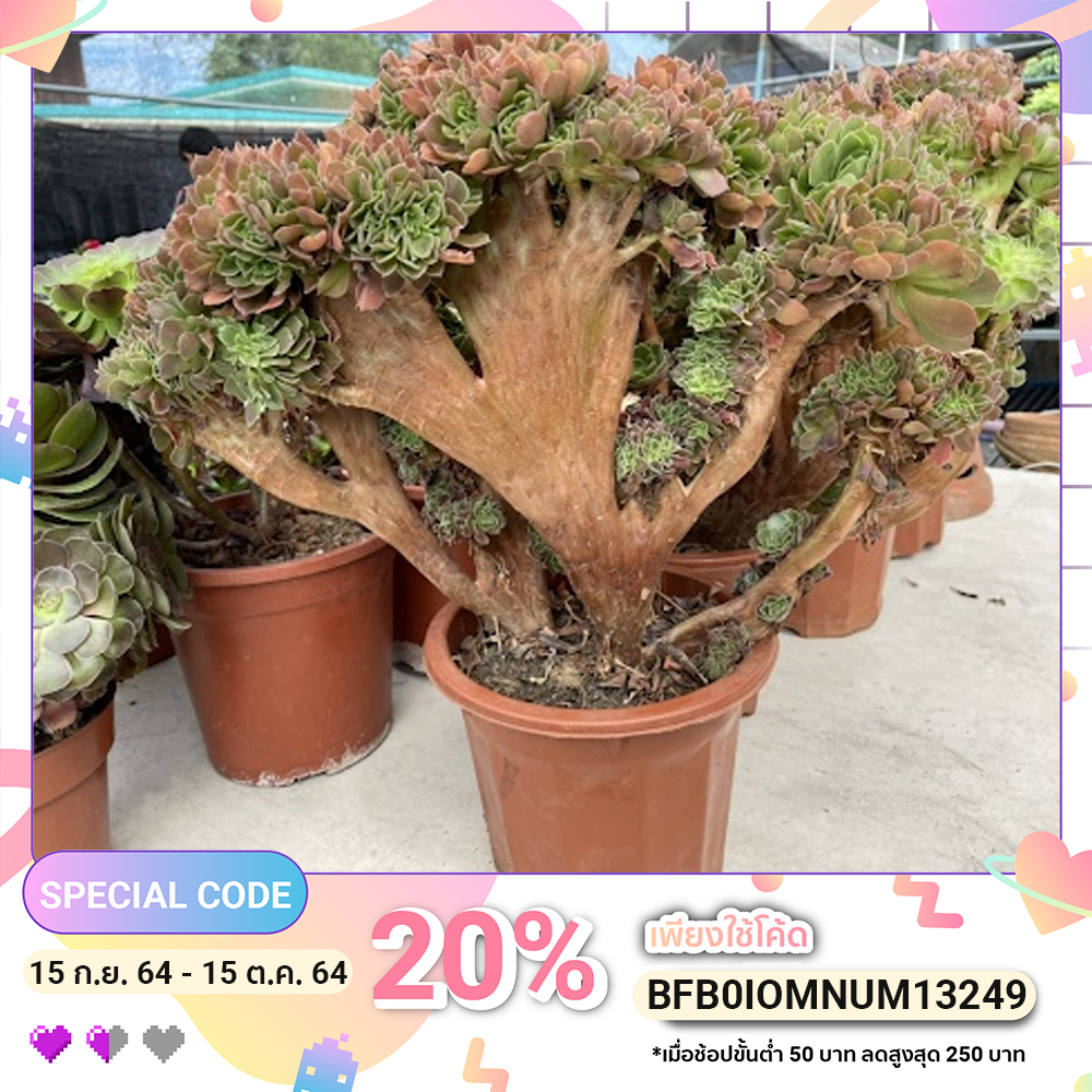 ต้นเอโอเนี่ยม พริช ไม้อวบน้ำ Aeonium