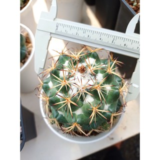 ช้างบูลแมมบ้า ไม้เมล็ด (Coryphantha elephantidens ssp bumamma) ดอกสีเหลืองตัวหายาก