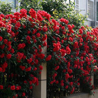 เมล็ดพันธุ์ กุหลาบพวง Floribunda Rose Seeds สีแดง ดอกหอม นำเข้าจากต่างประเทศ 30 เมล็ด