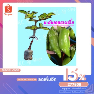 1 ต้น มะดันเกษตรเตี้ย 🌰🎄🌲ต้นพันธุ์เสียบยอดสูง 40-50 ซม. ปลูกง่าย 1-2 ปีติดผล พร้อมจัดส่ง