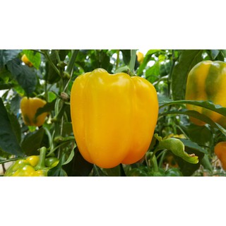 ชุดปลูกพริกหวานออแกนิกส์ (Capsicum Frutescens )