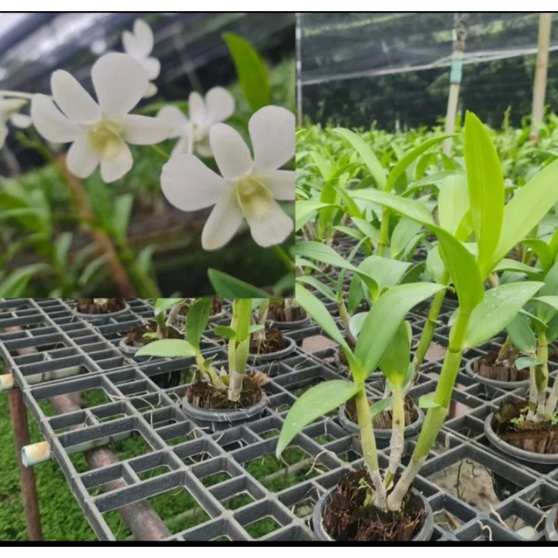 กล้วยไม้หวาย ขาว 5N ชาวิน ไวท์ Den.Shavin White 5N กระถาง 1นิ้ว เเละ3.5นิ้ว