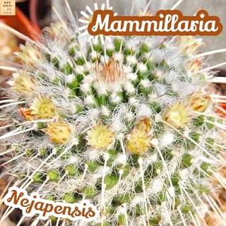 [แมมลูกศรเงิน] Mammillaria Nejapensis ส่งพร้อมกระถาง แคคตัส Cactus Succulent Haworthia Euphorbia ไม้หายาก พืชอวบน้ำ