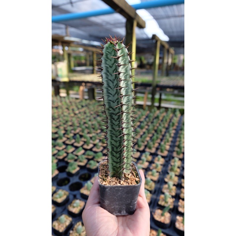 ยูโฟเบีย Euphorbia confinalis ssp Rhodesia