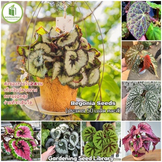 (50 เมล็ด/คละสี) บีโกเนีย Begonia Seeds Hosta Plantaginea Rare Flower Seed บอนสี ต้นไม้มงคล เมล็ดบอนสี บอนสีหายาก