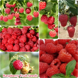 เมล็ดพันธุ์แท้100% 1000 แคปซูลต่อแพ็ค Sweet Raspberry Fruit Tree Seeds ของแต่งสวน มีคุณค่าทางโภชนาการสูง อัตราการงอกสูง